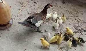 Muscovy Duck with Ducklings