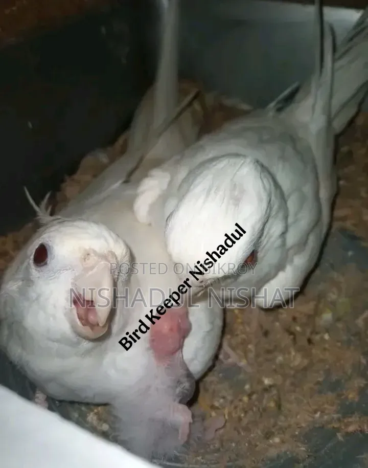 Albino Cockatiel