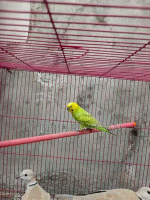 Male Budgerigar