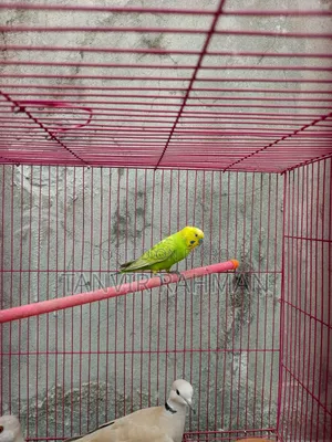 Male Budgerigar