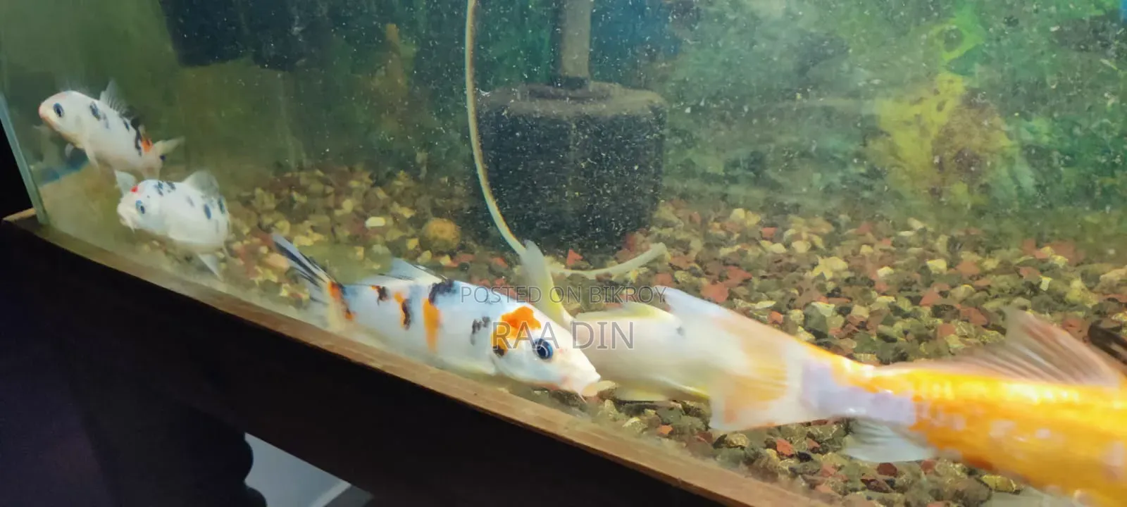 Koi Carp Fish