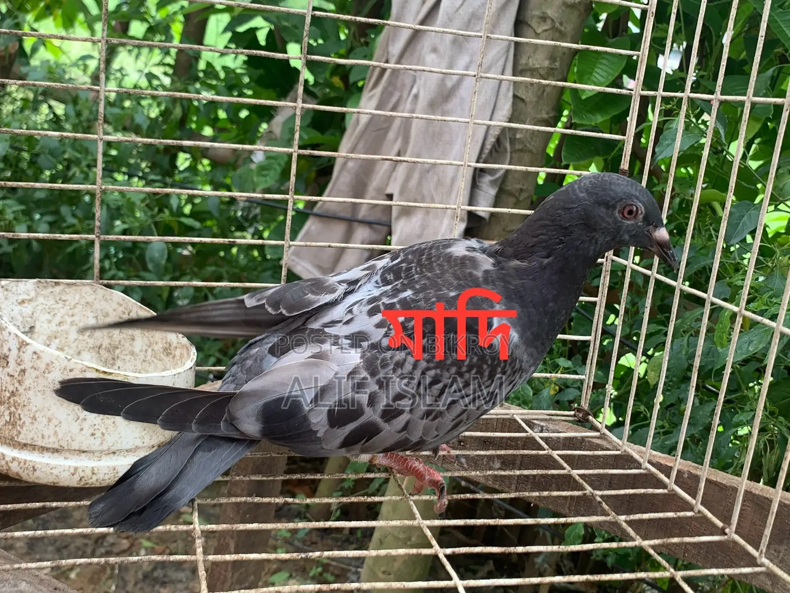 ২ জোড়া রেসার, এবং একটি রেসার মাদি