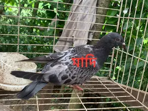 ২ জোড়া রেসার, এবং একটি রেসার মাদি