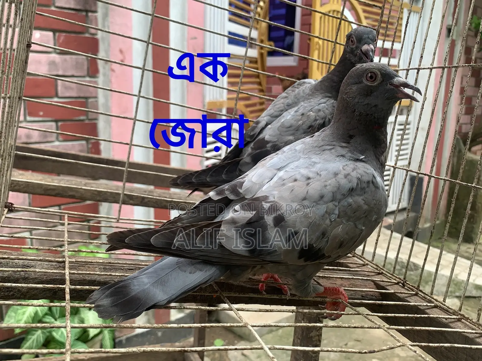 ২ জোড়া রেসার, এবং একটি রেসার মাদি