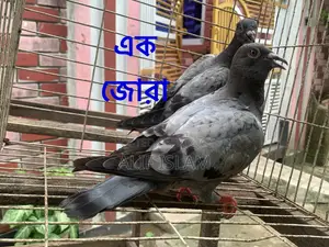 ২ জোড়া রেসার, এবং একটি রেসার মাদি