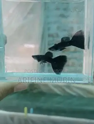 Guppy Fish