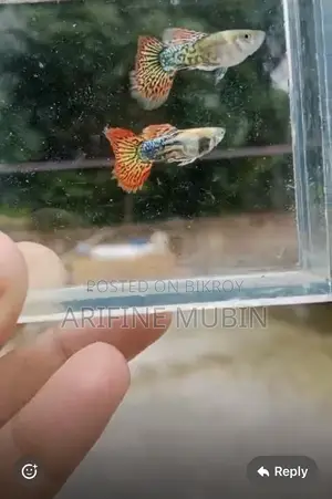 Guppy Fish
