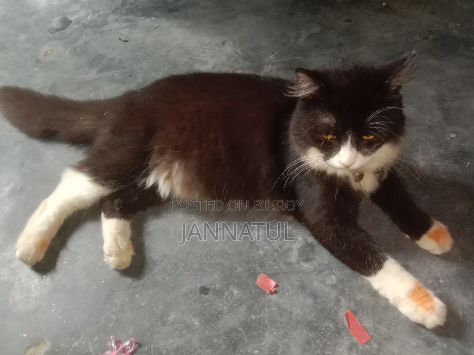 3-6 Months Male Purebred Persian