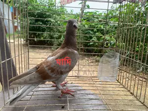২ জোড়া রেসার, এবং একটি রেসার মাদি