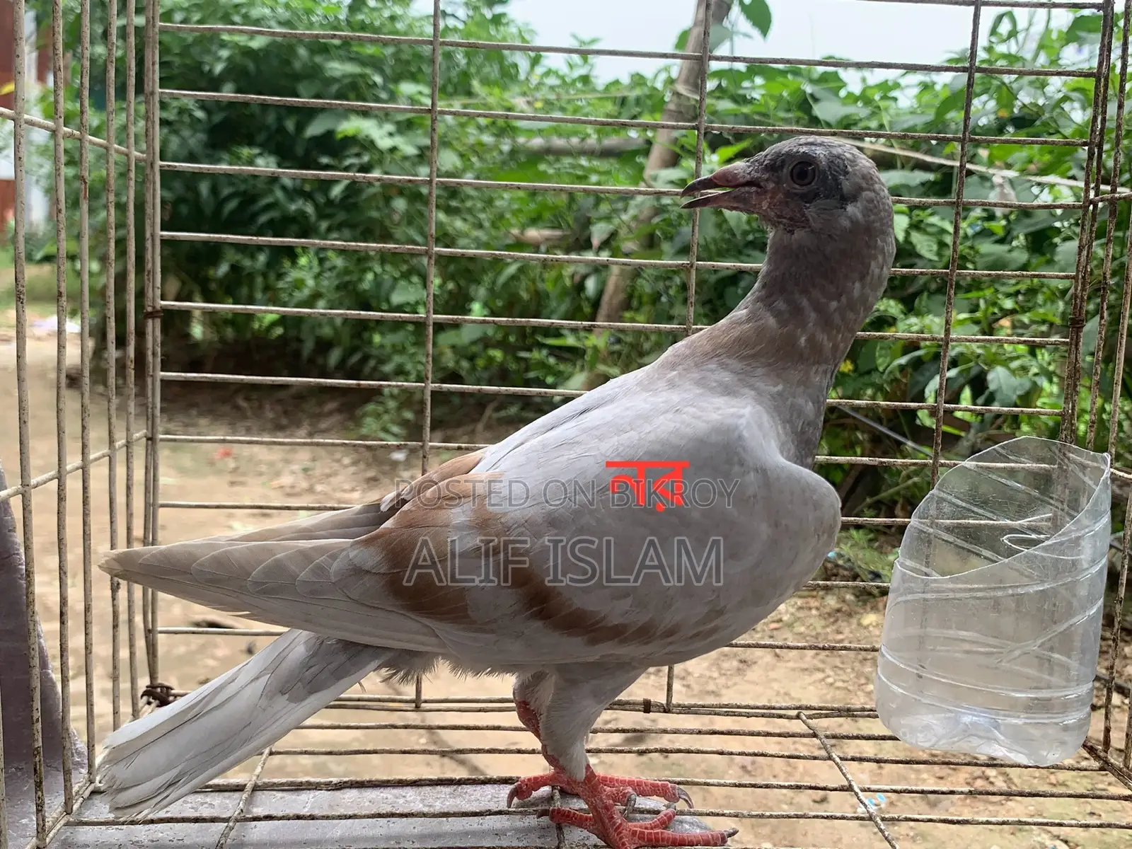 ২ জোড়া রেসার, এবং একটি রেসার মাদি