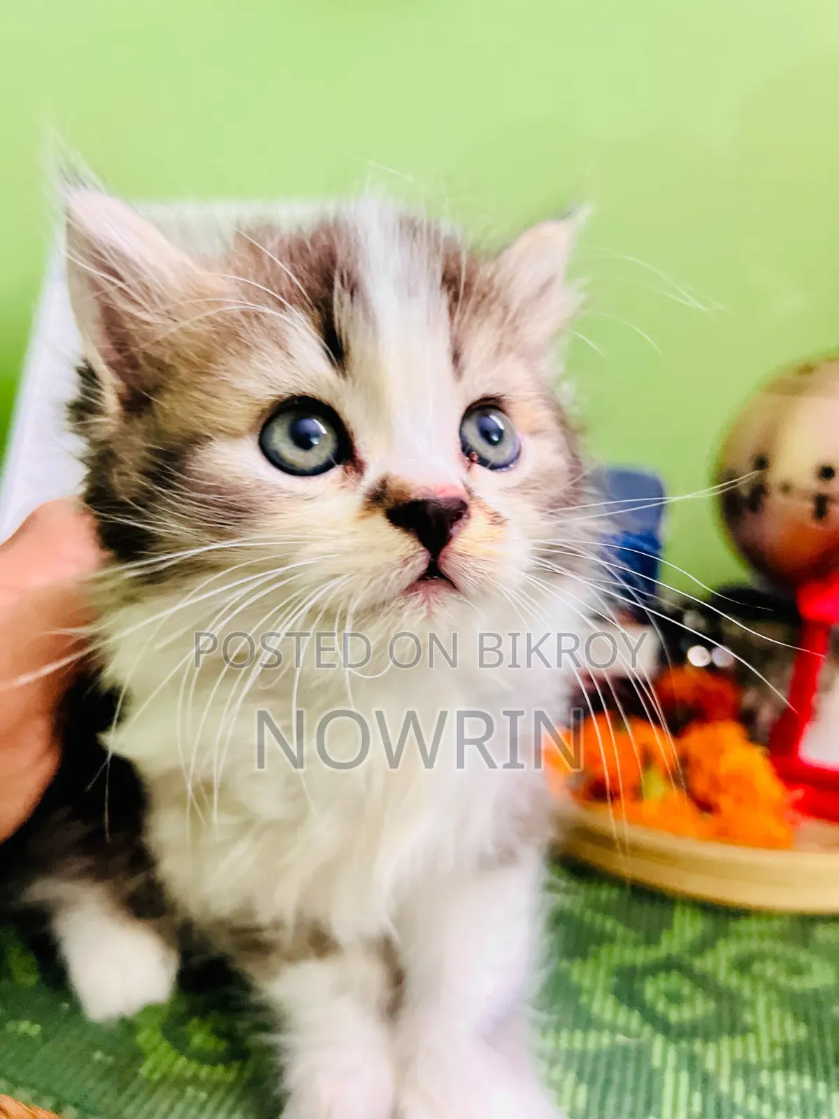 1-3 Months Female Purebred Persian