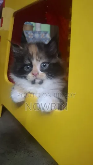 1-3 Months Female Purebred Persian