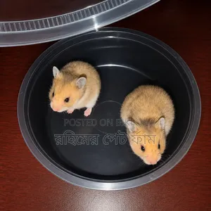 Syrian Hamster Pair Available | Healthy Active
