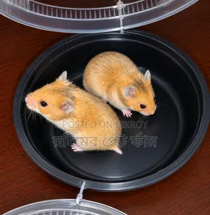 Syrian Hamster Pair Available | Healthy Active