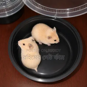 Syrian Hamster Pair Available | Healthy Active