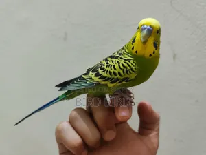 Tamed Budgerigar