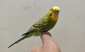 Tamed Budgerigar