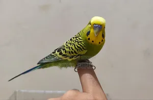 Tamed Budgerigar