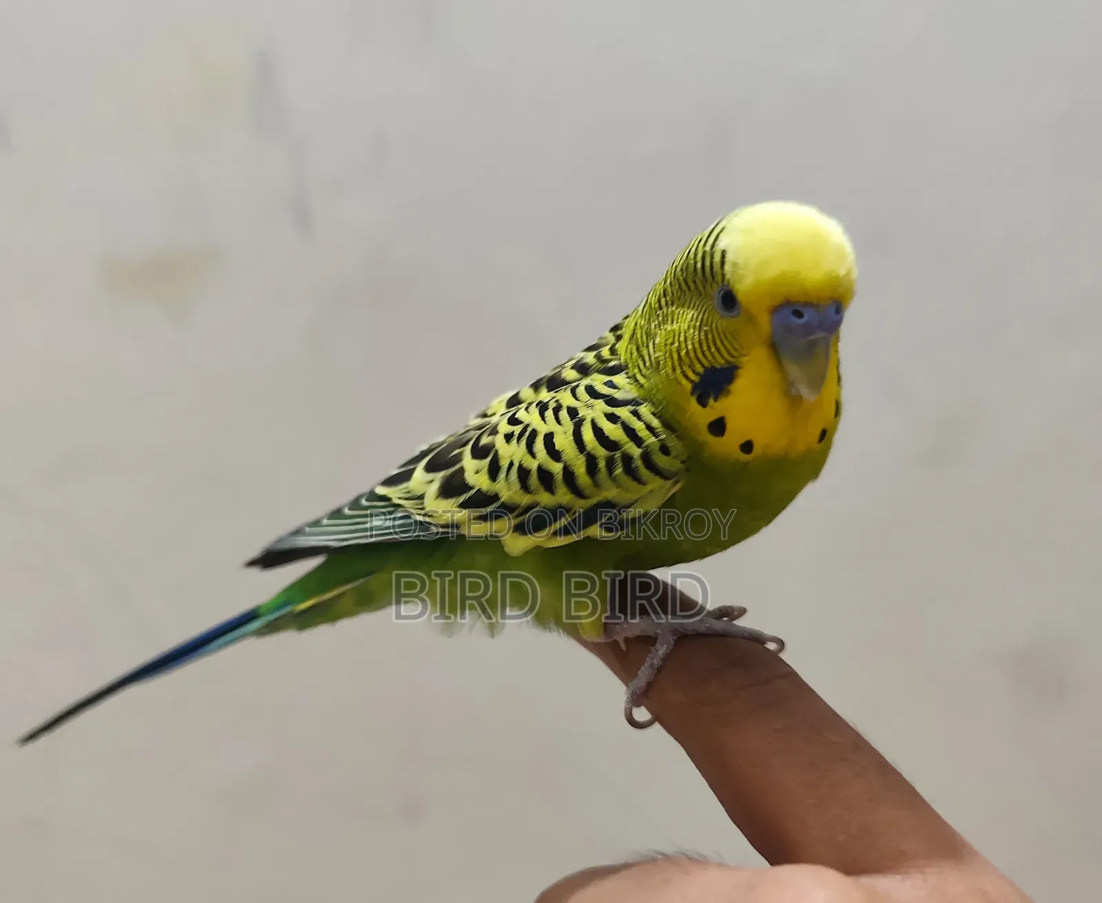 Tamed Budgerigar