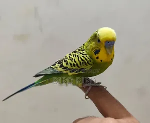 Tamed Budgerigar