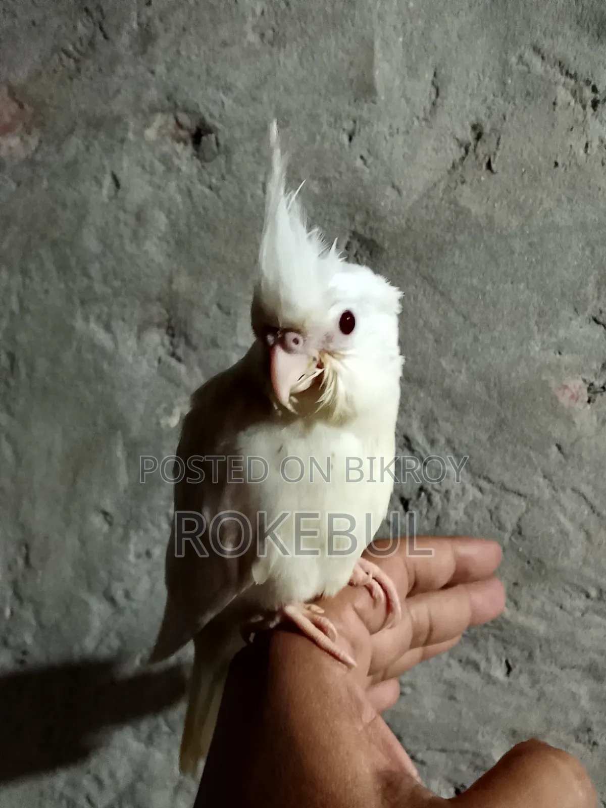 Albino Cockatiel Bird. Red eye and fully tame. Age three months.