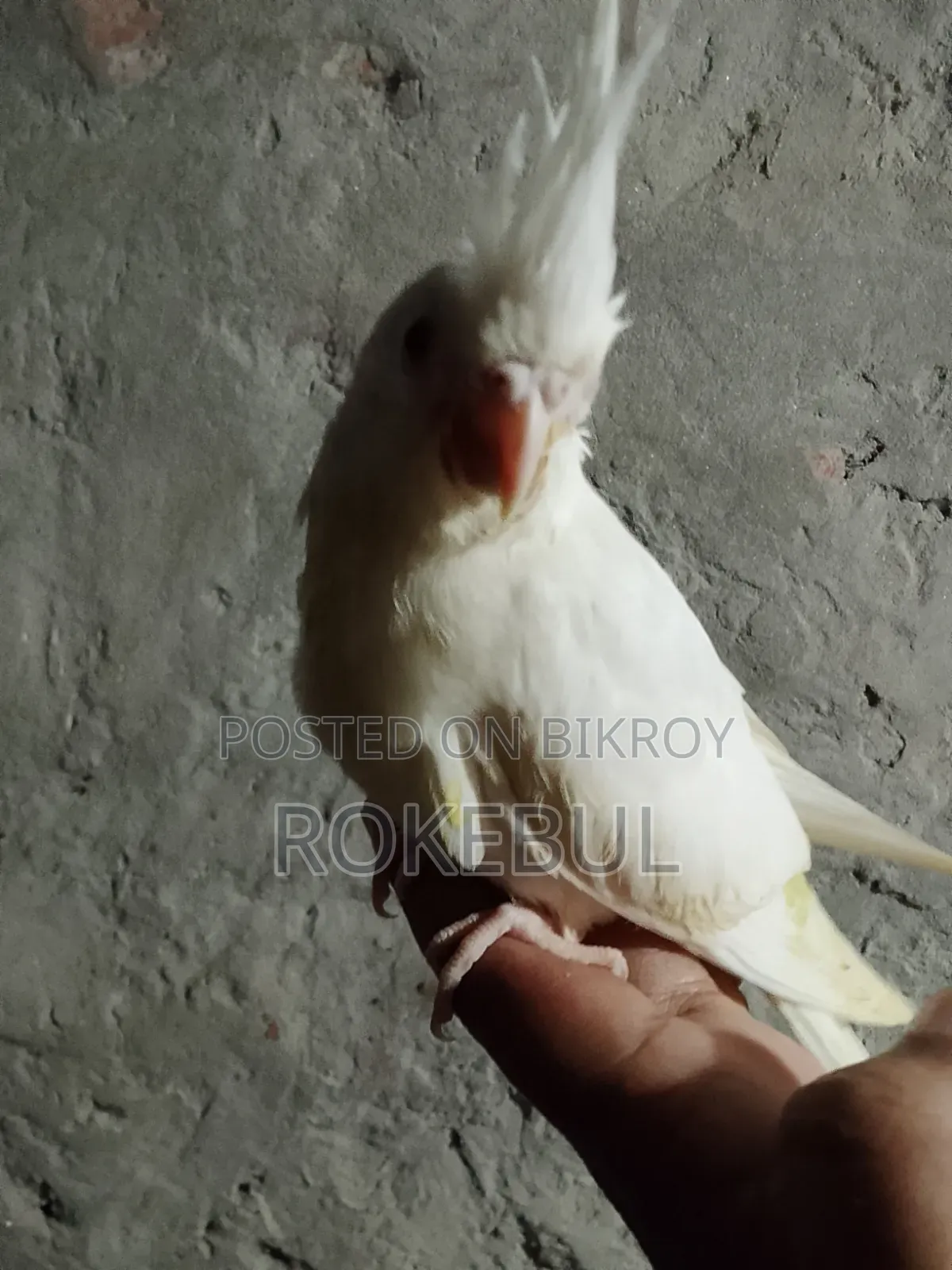 Albino Cockatiel Bird. Red eye and fully tame. Age three months.