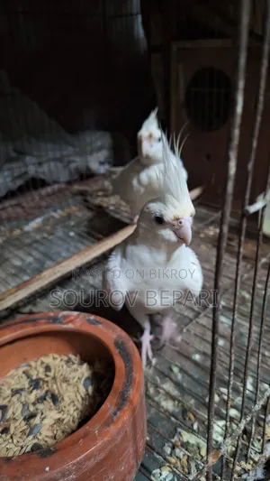 1 Pair Albino Cockatiel, 4 pieces Gray Cockatiel