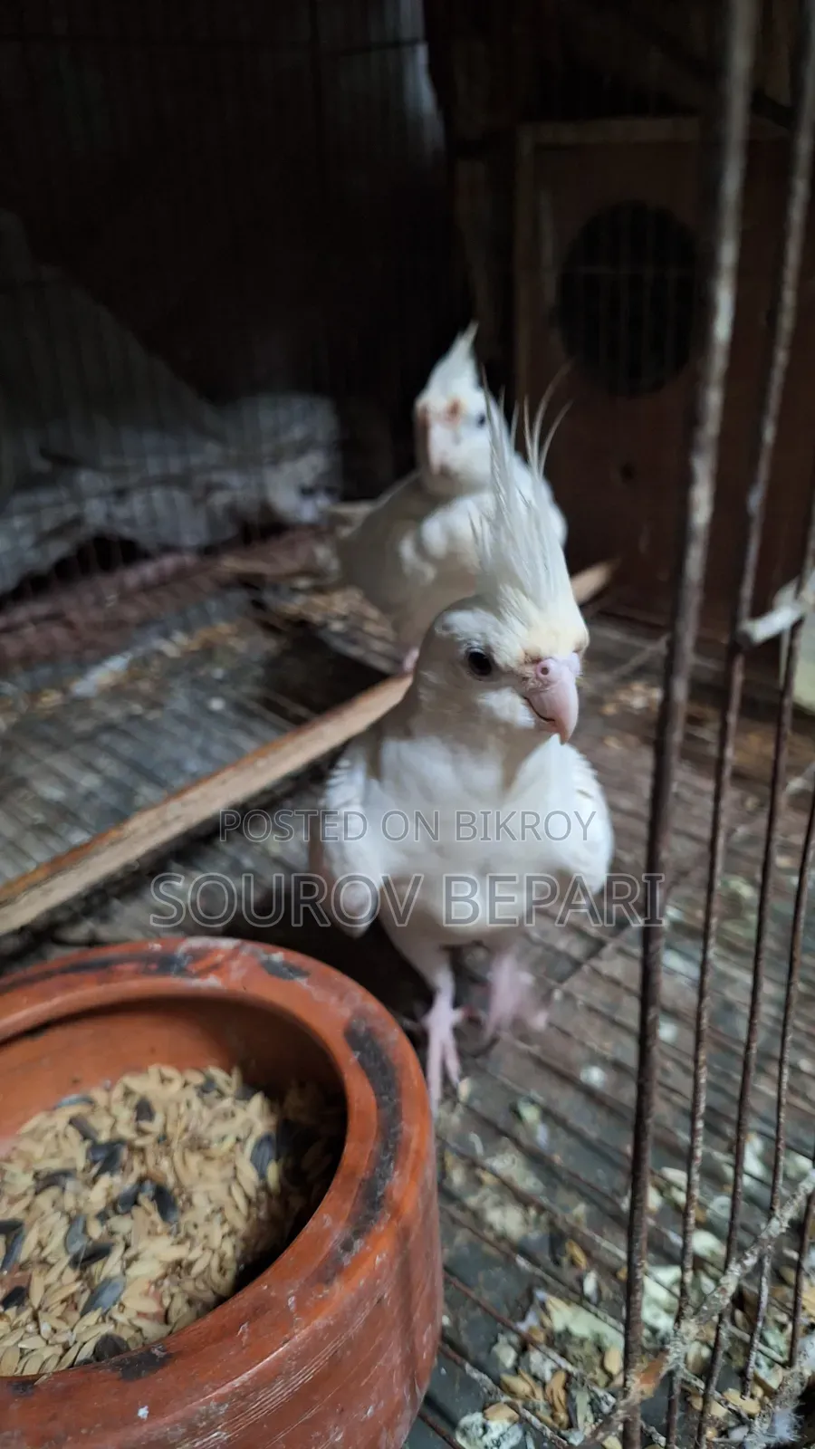 1 Pair Albino Cockatiel, 4 pieces Gray Cockatiel