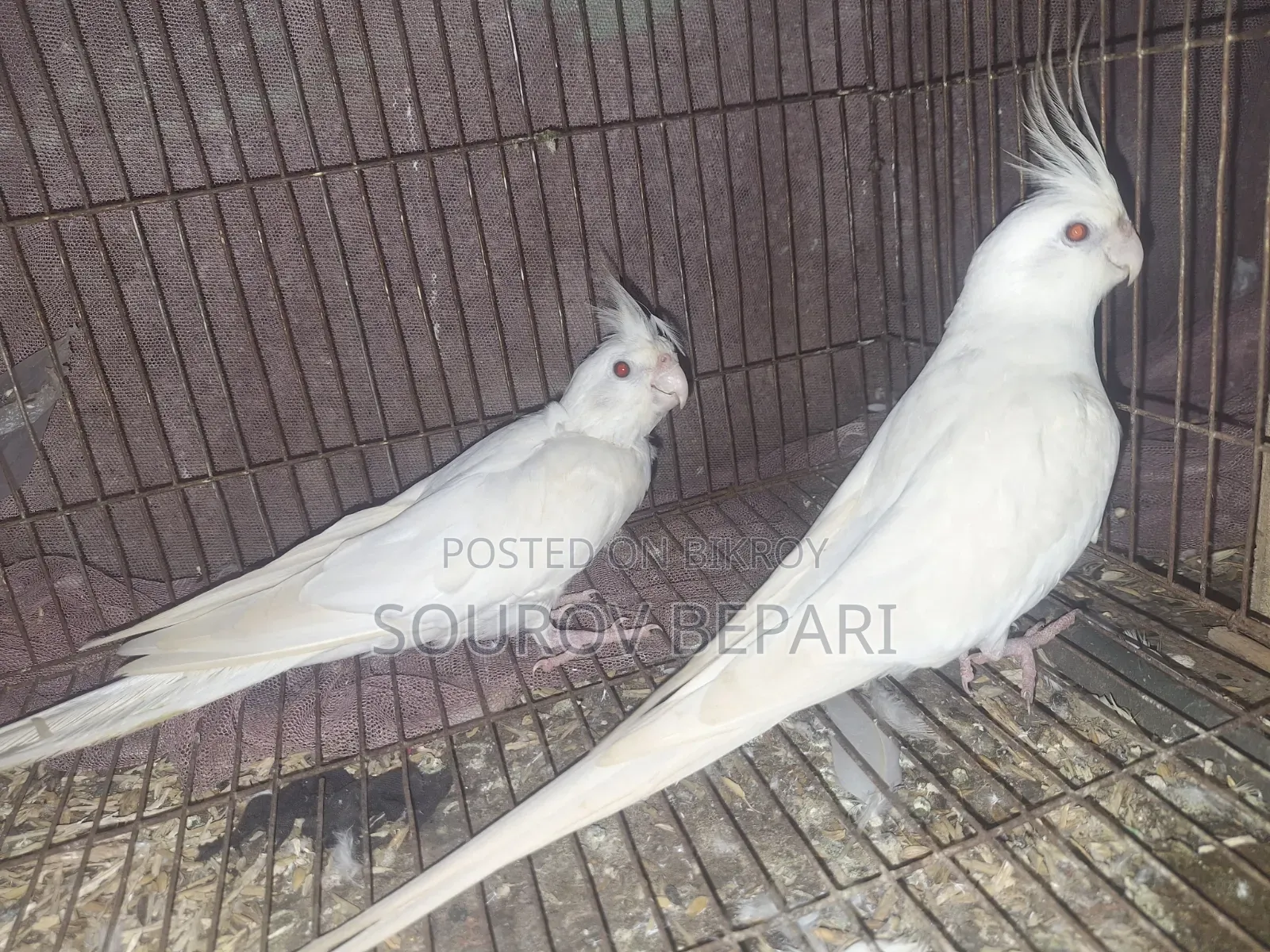 1 Pair Albino Cockatiel, 4 pieces Gray Cockatiel