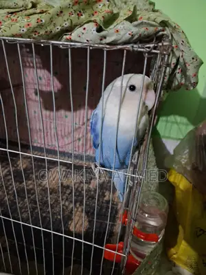 Lovebird for Sale
