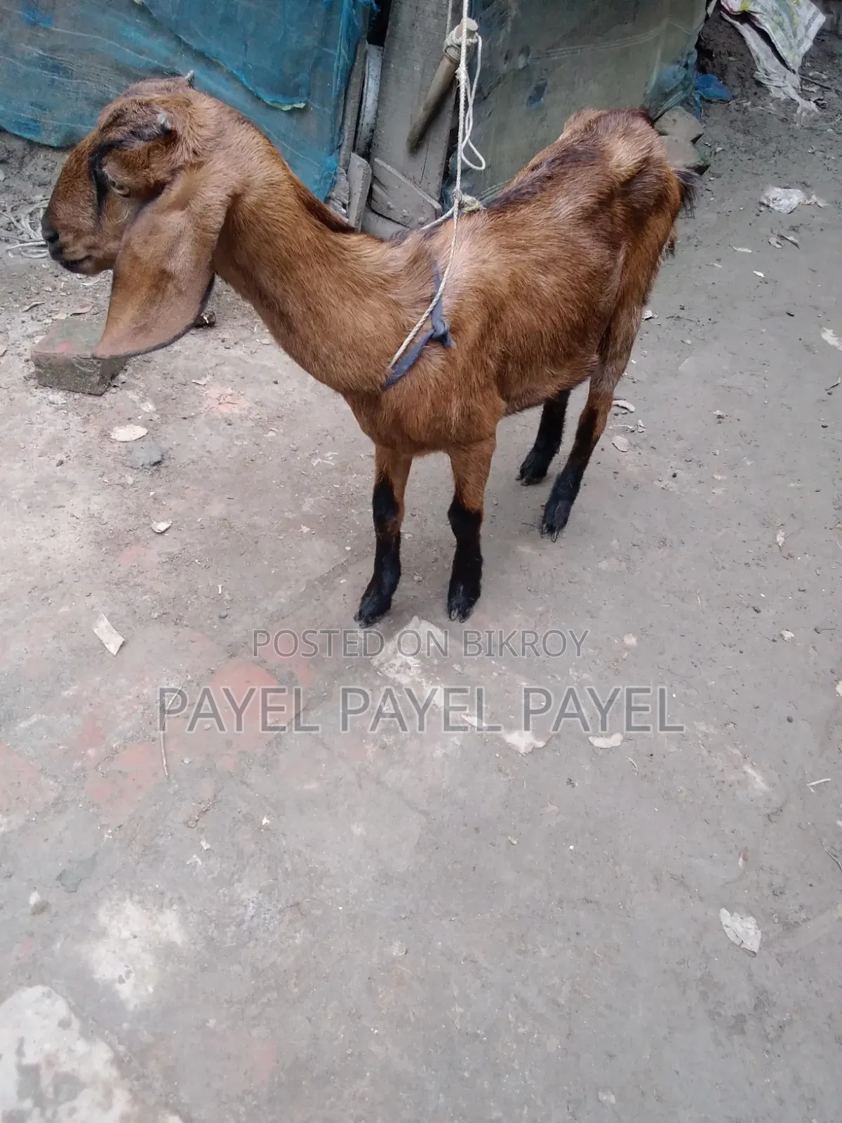 ২ মাসের গাব একটি ও একটি ব্লাকবেঙ্গল ১ মাসের গাব