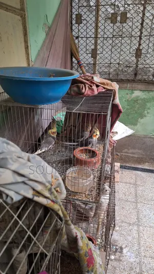 1 Pair Albino Cockatiel, 4 pieces Gray Cockatiel