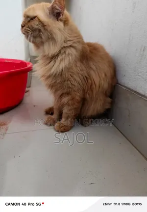 1+ Year Male Purebred Cat