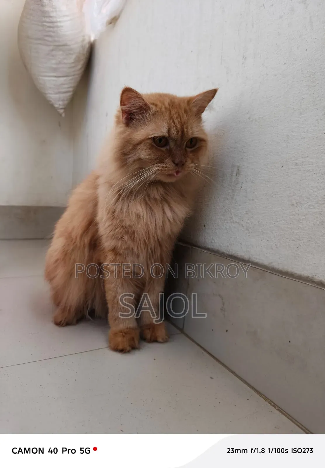 1+ Year Male Purebred Cat