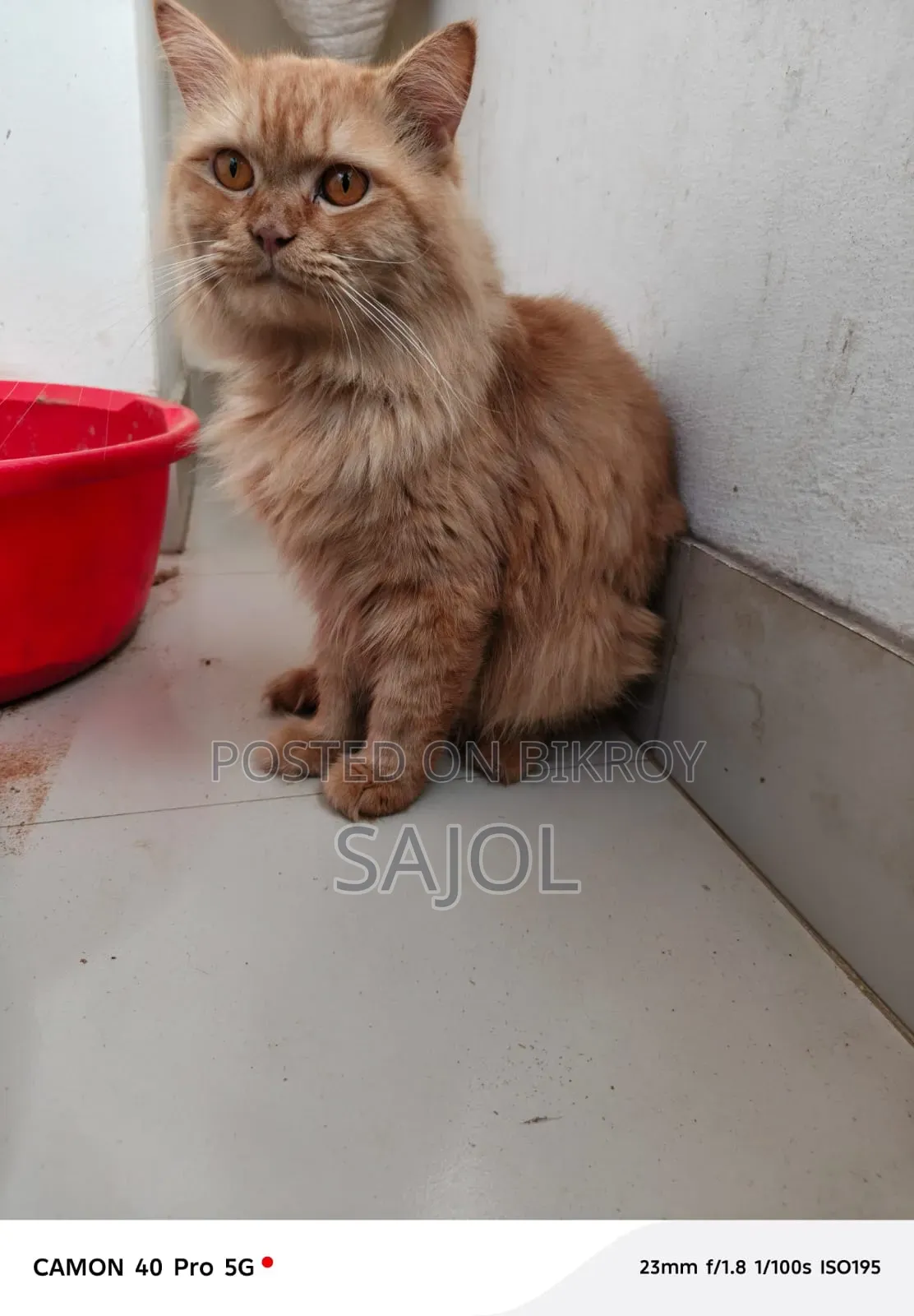 1+ Year Male Purebred Cat