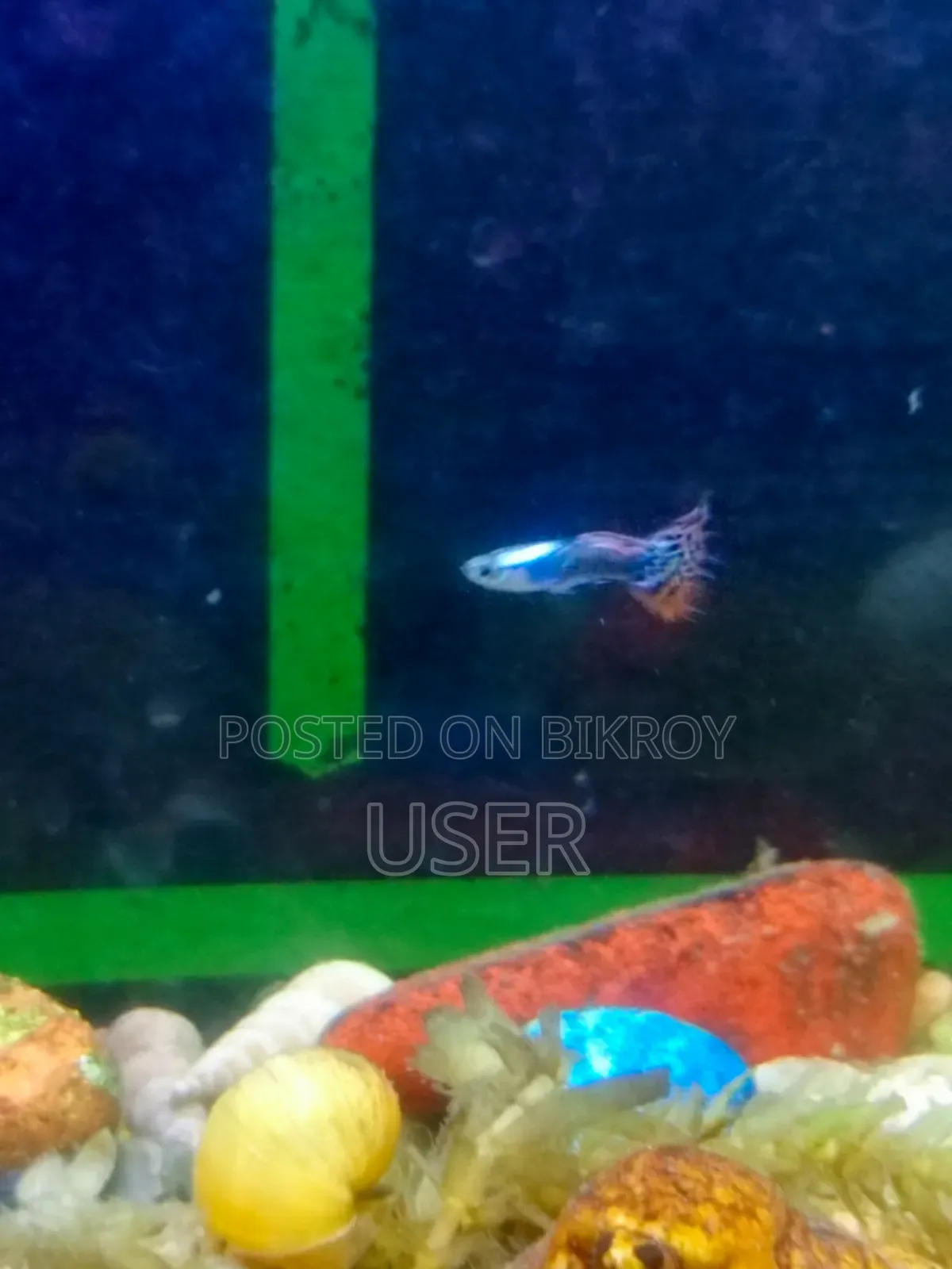 Want to sell fish.
