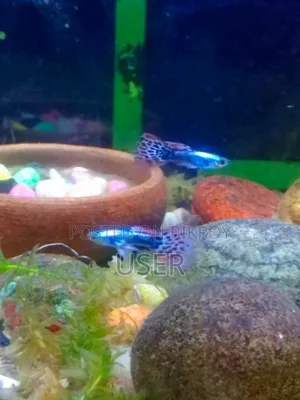Want to sell fish.