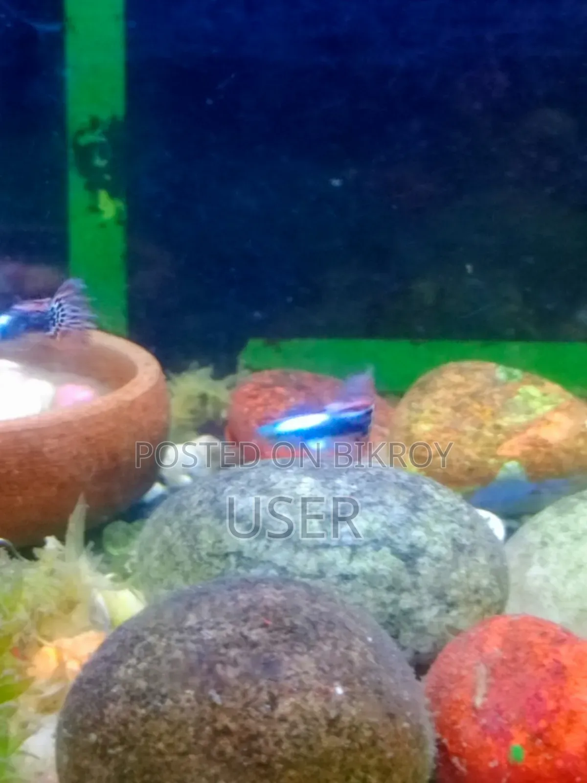 Want to sell fish.