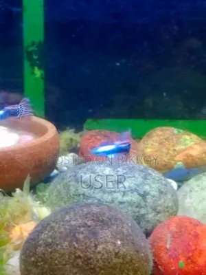 Want to sell fish.