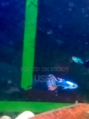 Want to sell fish.