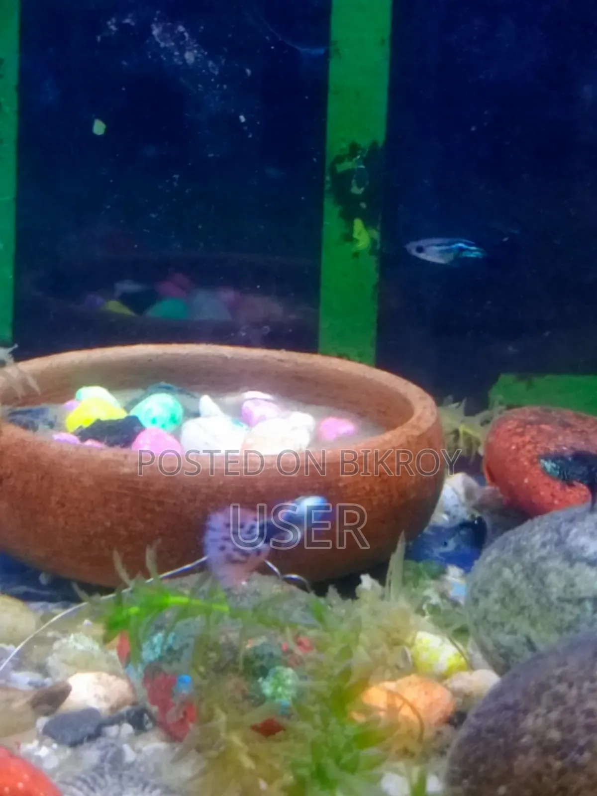 Want to sell fish.