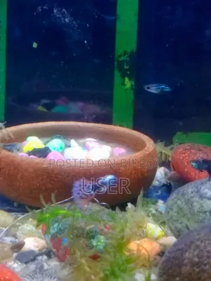 Want to sell fish.
