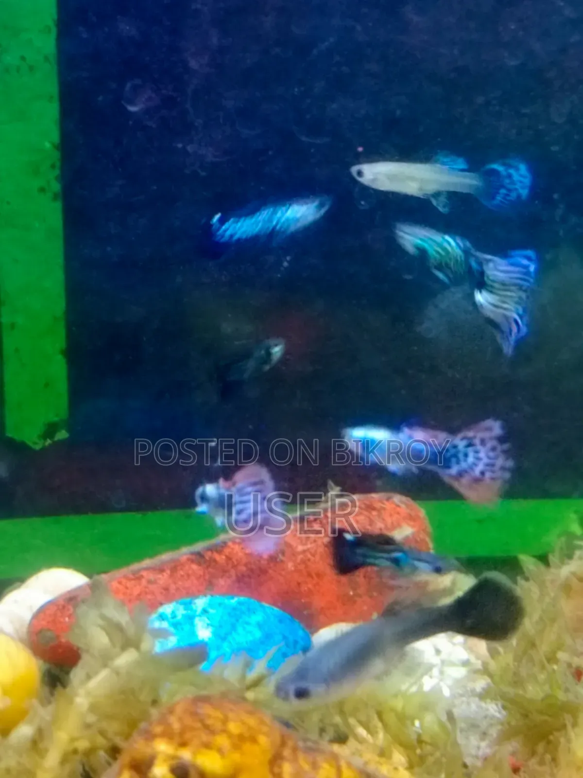 Want to sell fish.