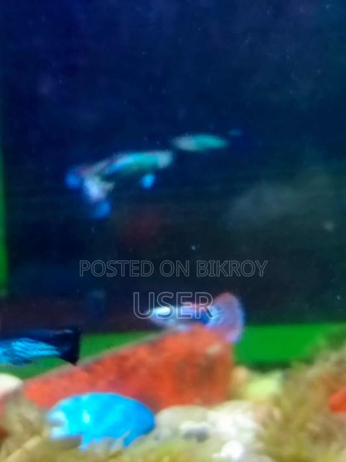 Want to sell fish.