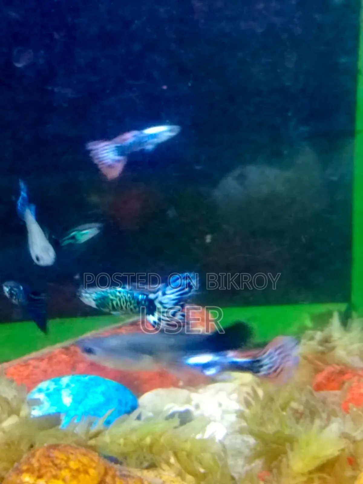 Want to sell fish.