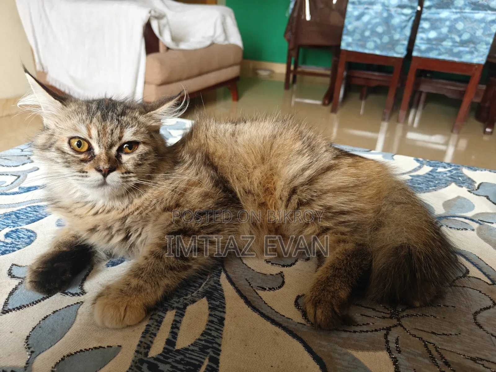3-6 Months Female Purebred Persian