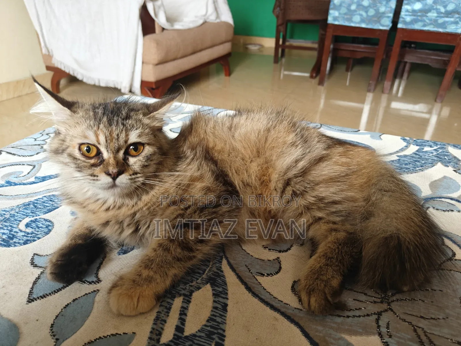 3-6 Months Female Purebred Persian