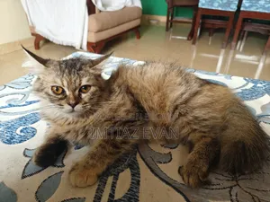 3-6 Months Female Purebred Persian