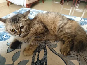 3-6 Months Female Purebred Persian