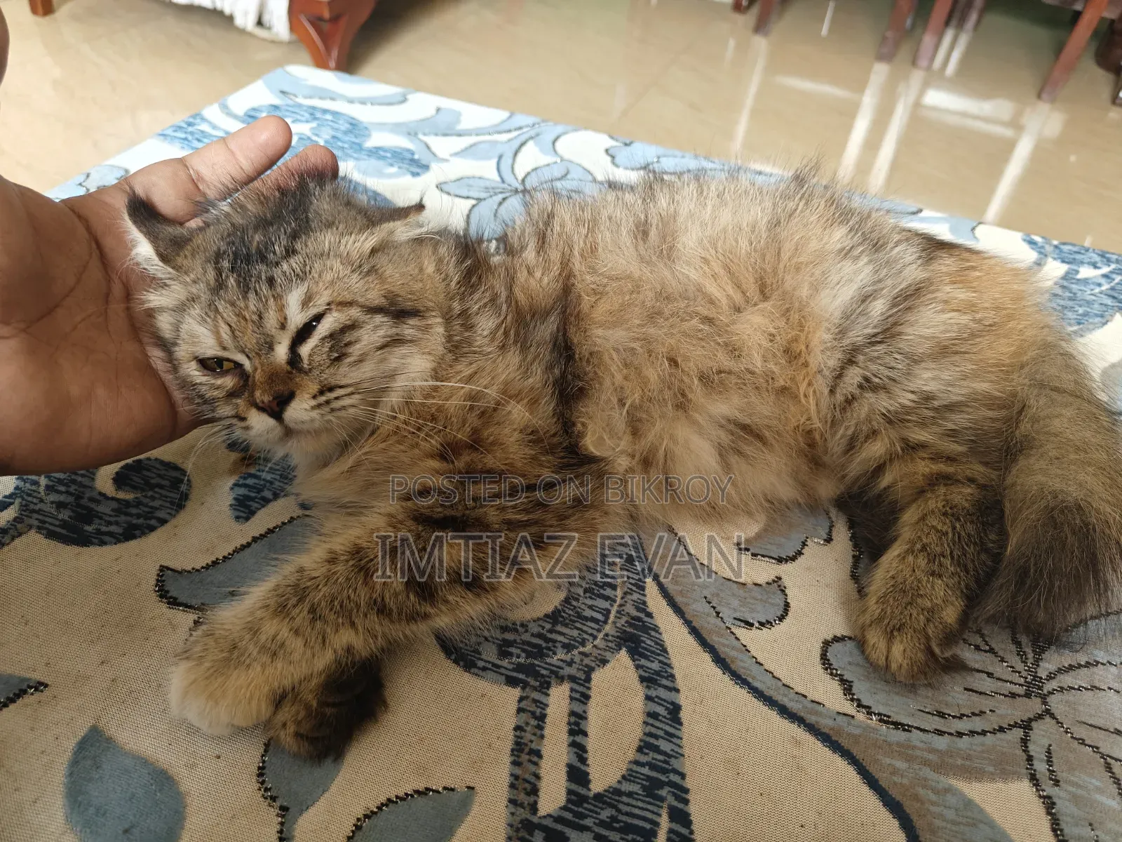 3-6 Months Female Purebred Persian